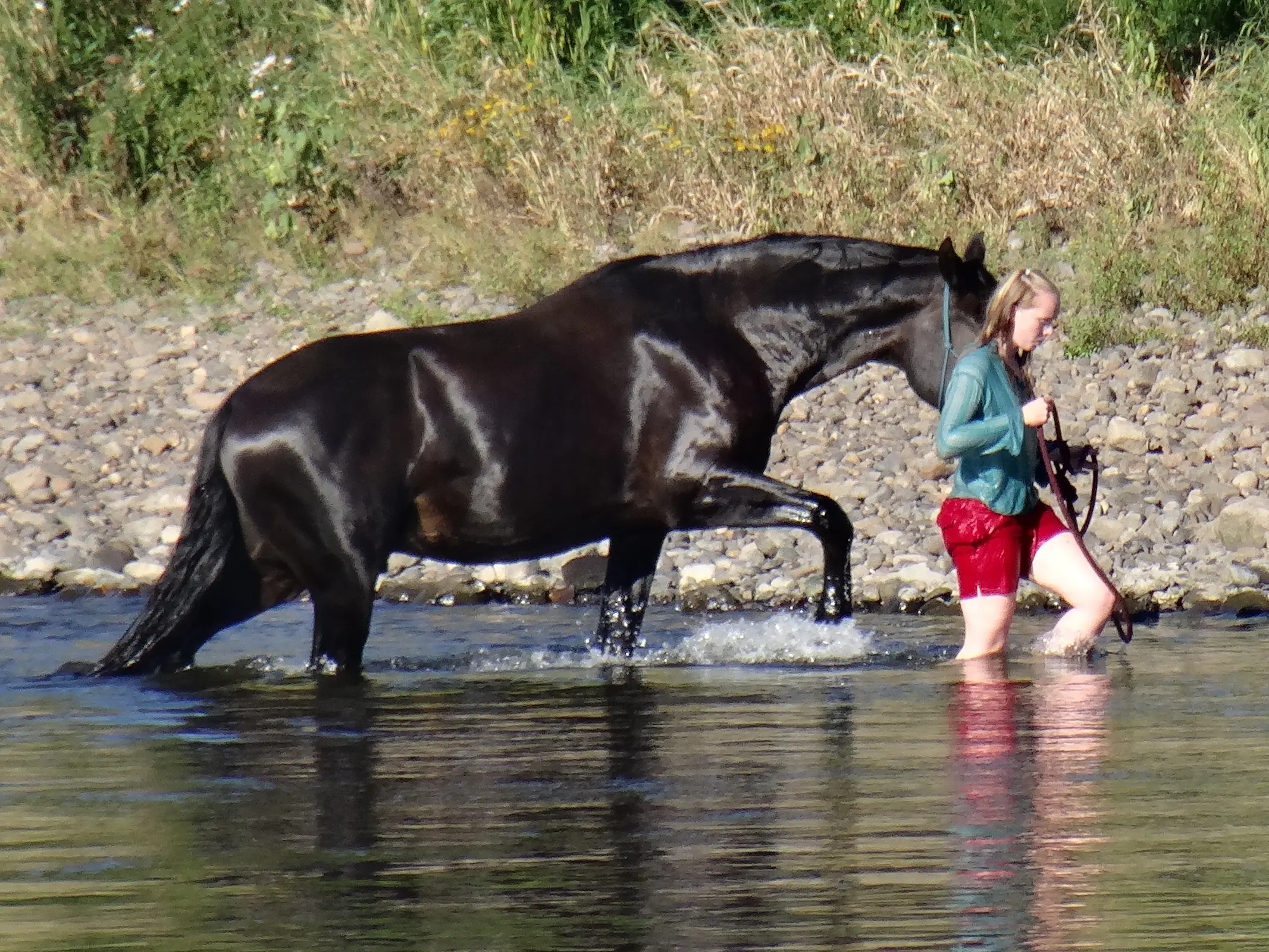 Irish Draught Horse