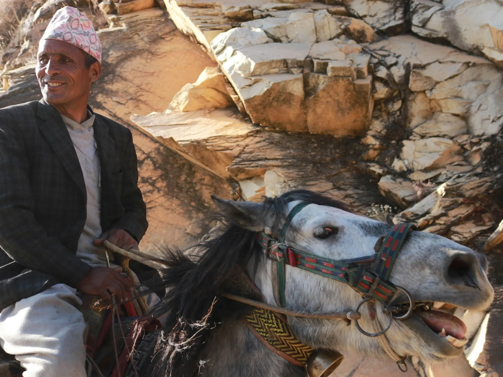 jumli-pony-horse-breeds