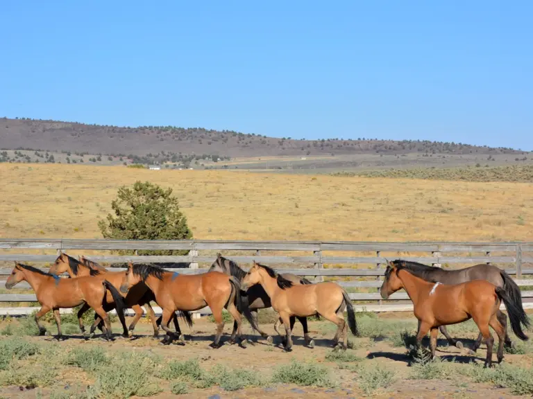 Kiger Mustang Horse