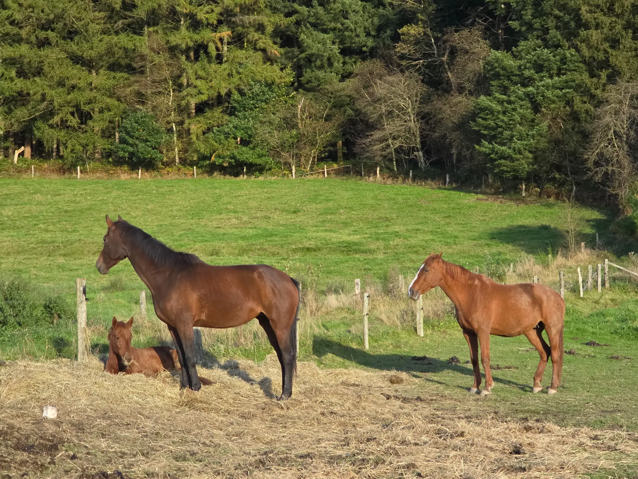 Luxembourgish Riding Horse - Horse Breeds