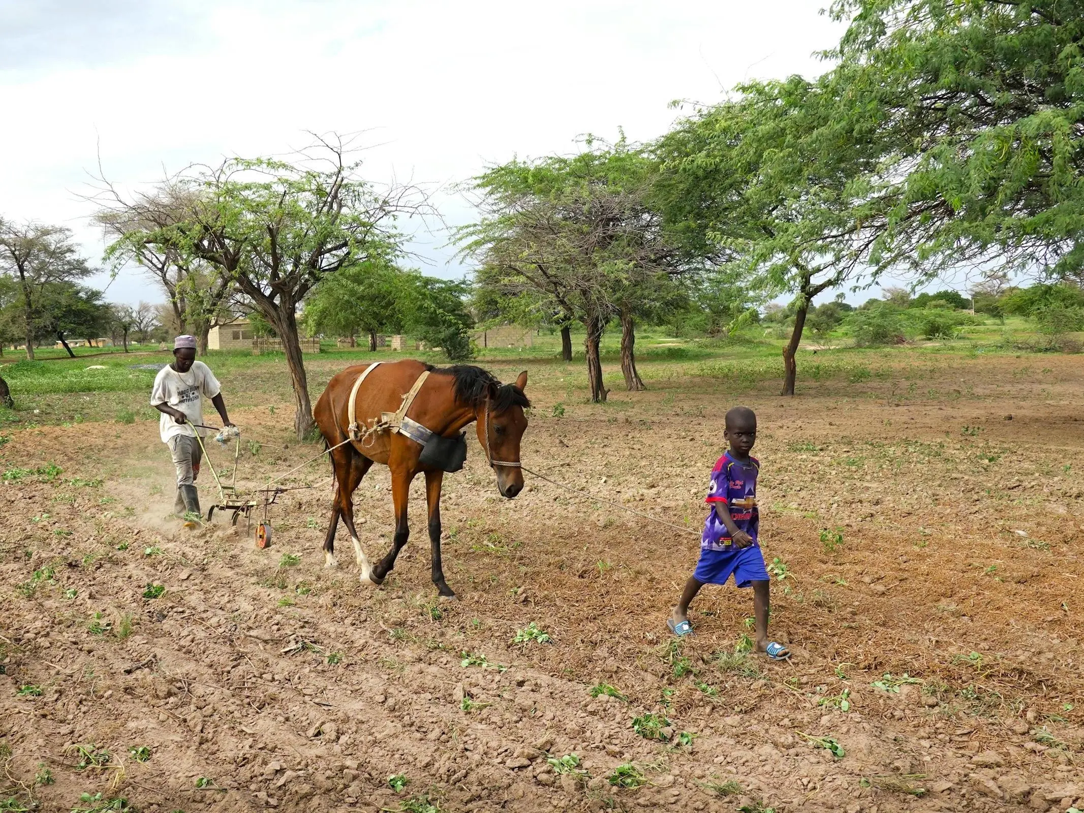 M Bayar Horse Horse Breeds M Bayar Horse Horse Breeds