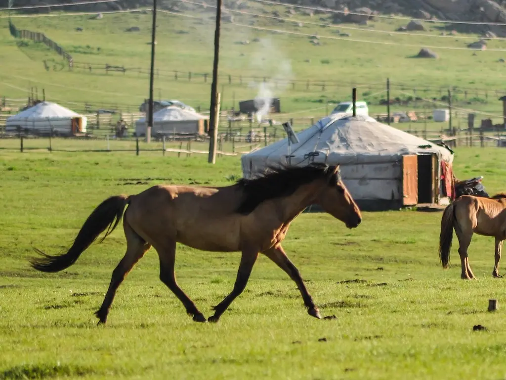 Steppe Horses Kaimanawa Horse Horse Breeds