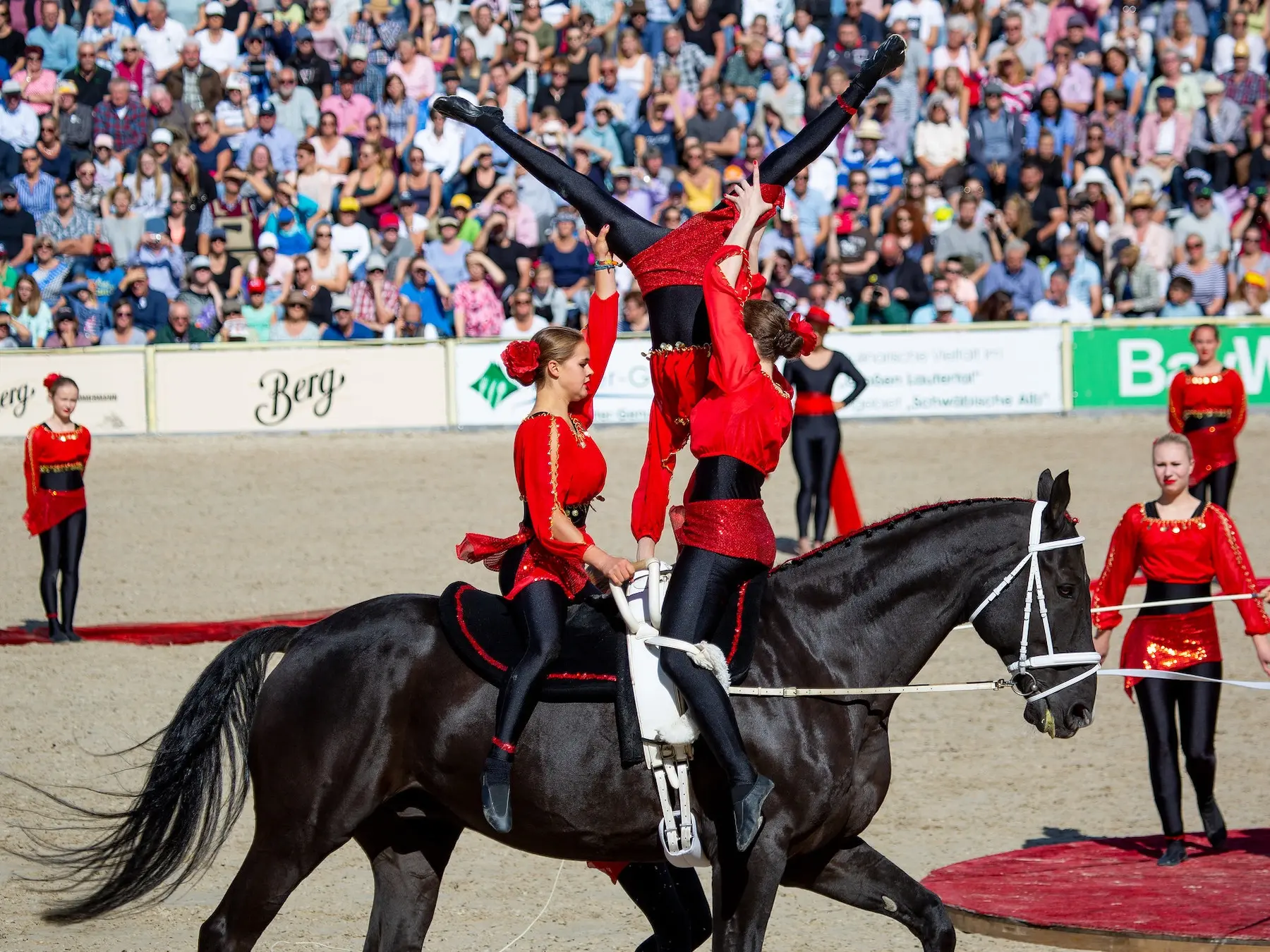Napoletano Horse - Horse Breeds