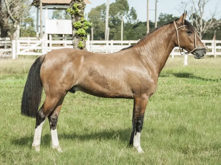 Northeastern Pony
