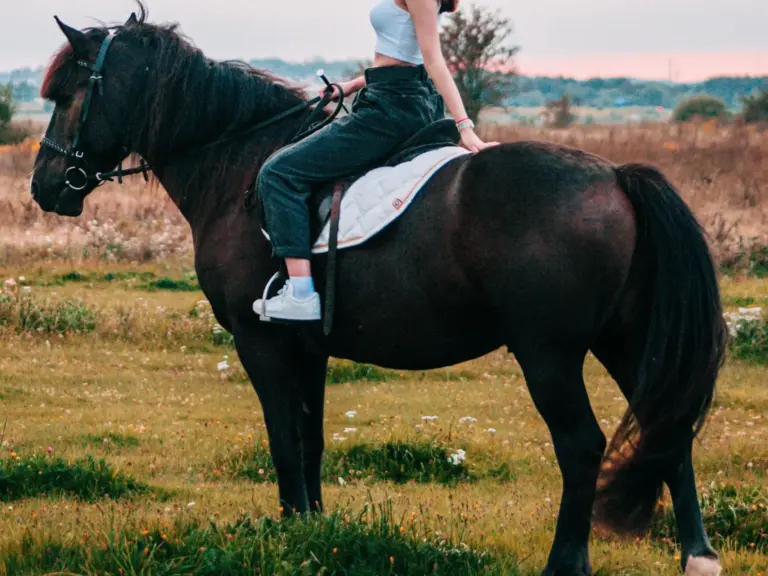 Panje Horse