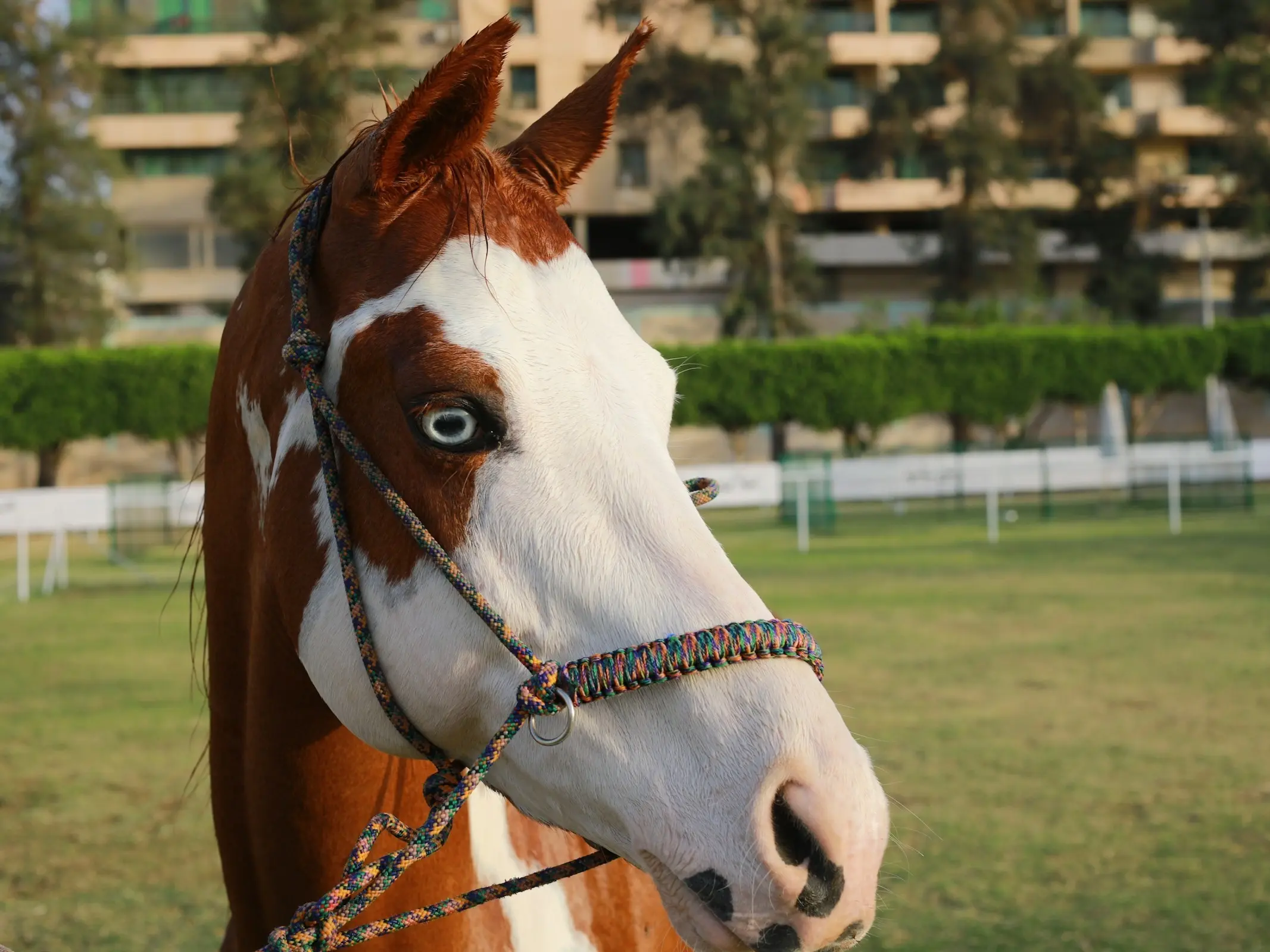 Pintabian Horse - Horse Breeds