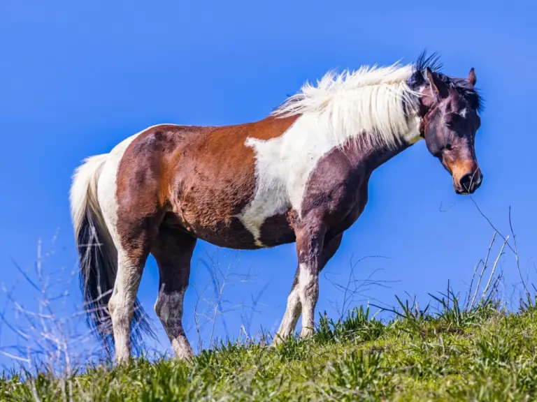 Quarab Horse