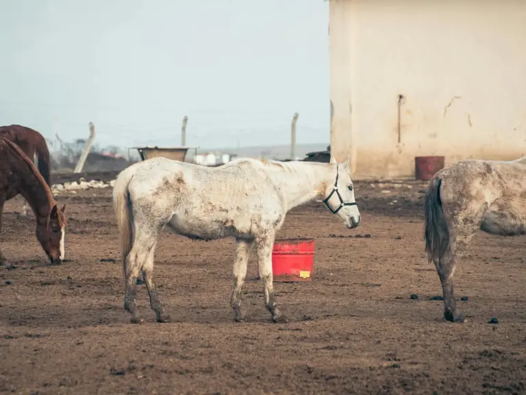 Trakya Horse