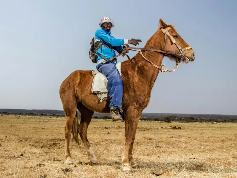 Tswana Horse
