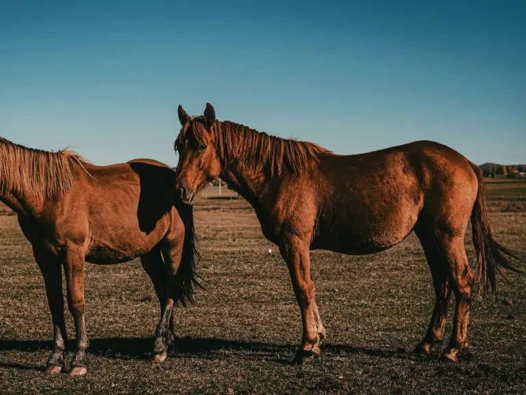 Ujumqin Horse