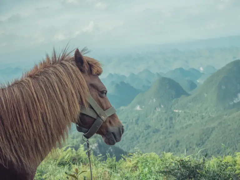 Yongning Horse