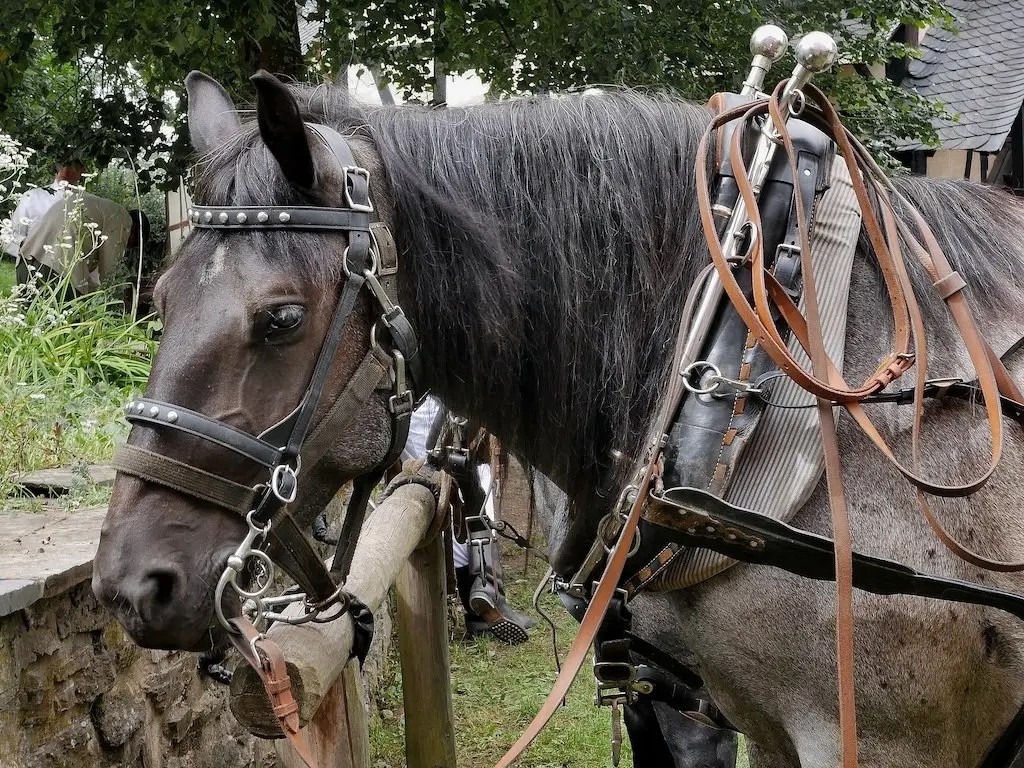 Abtenauer Horse