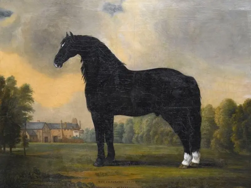 Old English Black Horse