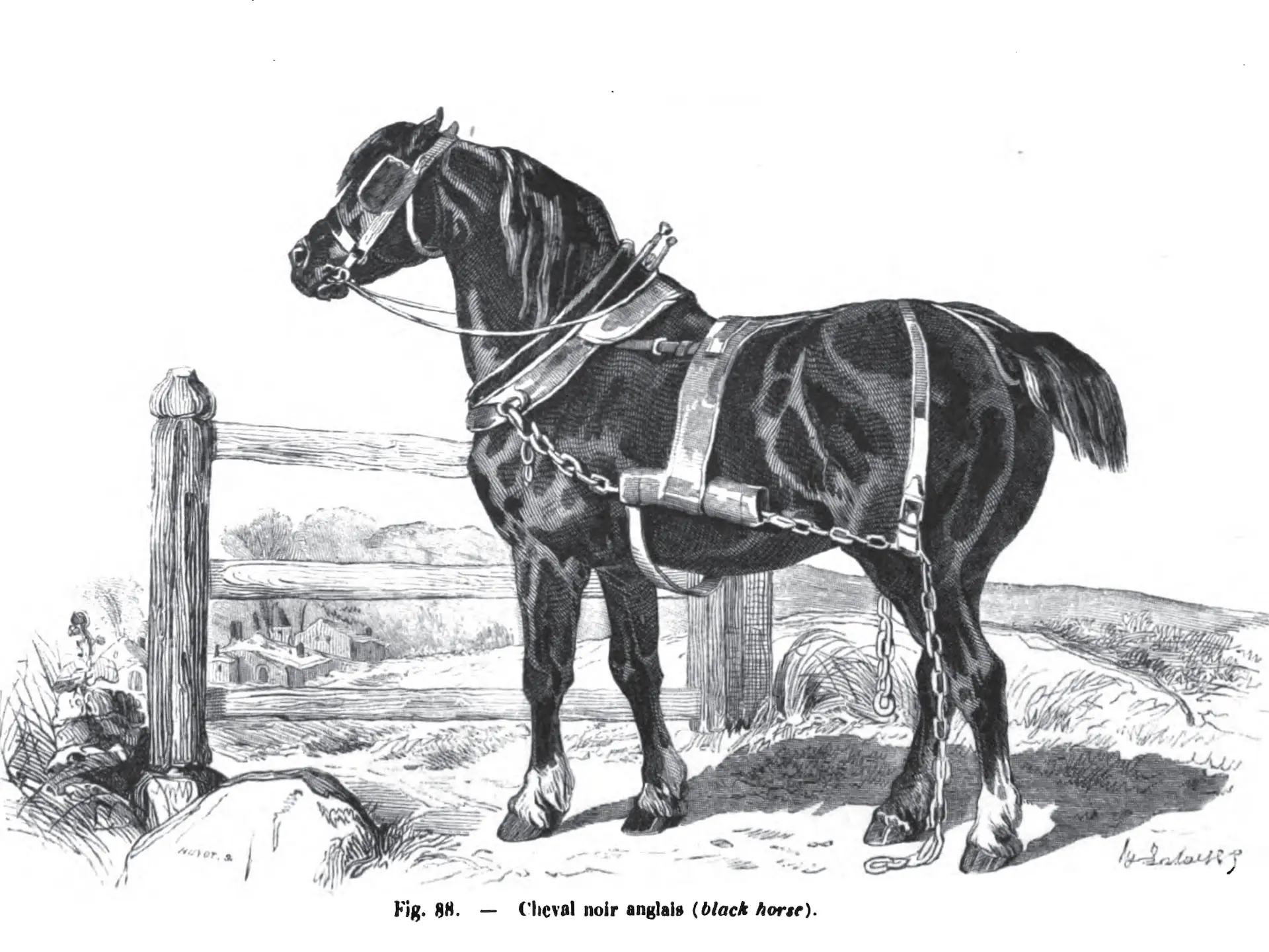 Old English Black Horse