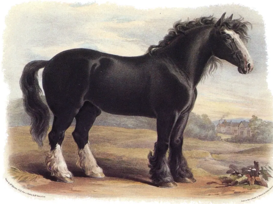 Old English Black Horse
