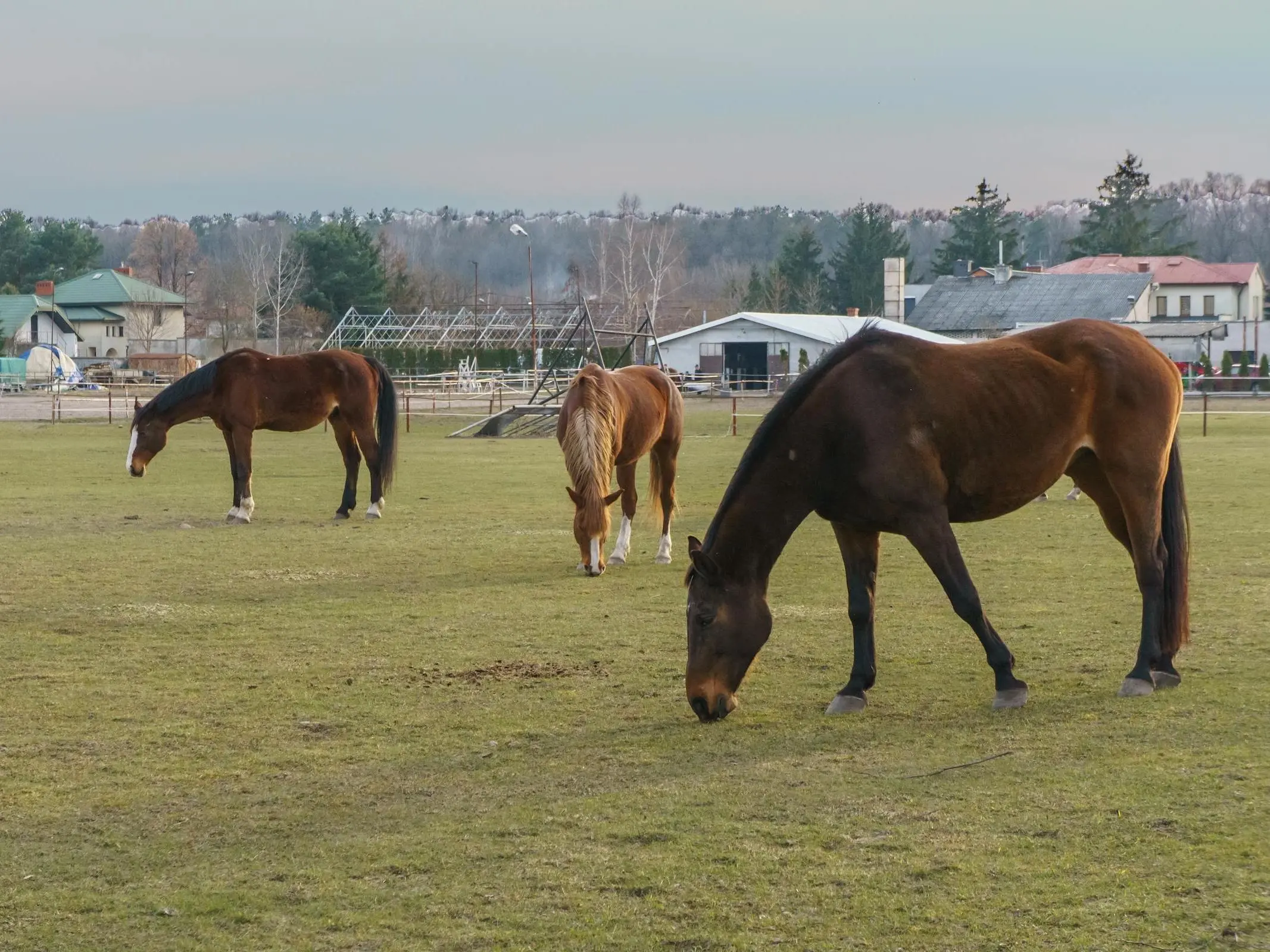 Silesian Horse