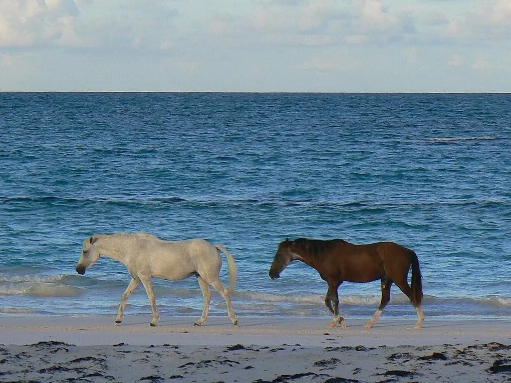 Two horses walking on a beach