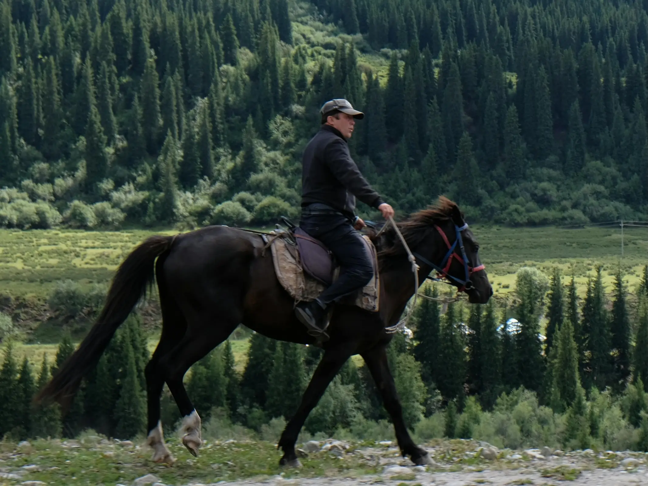 Abaga Horse