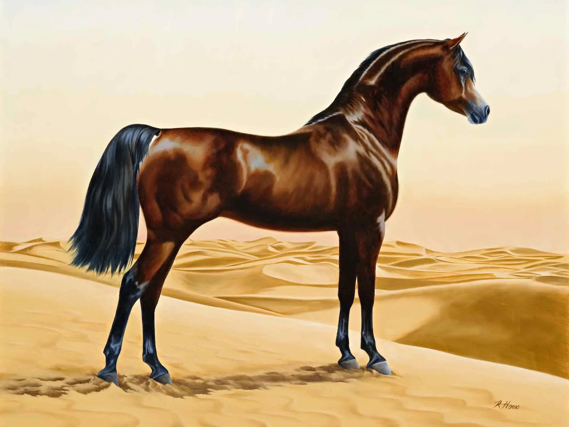 Abou’Ourquob Arabian Horse