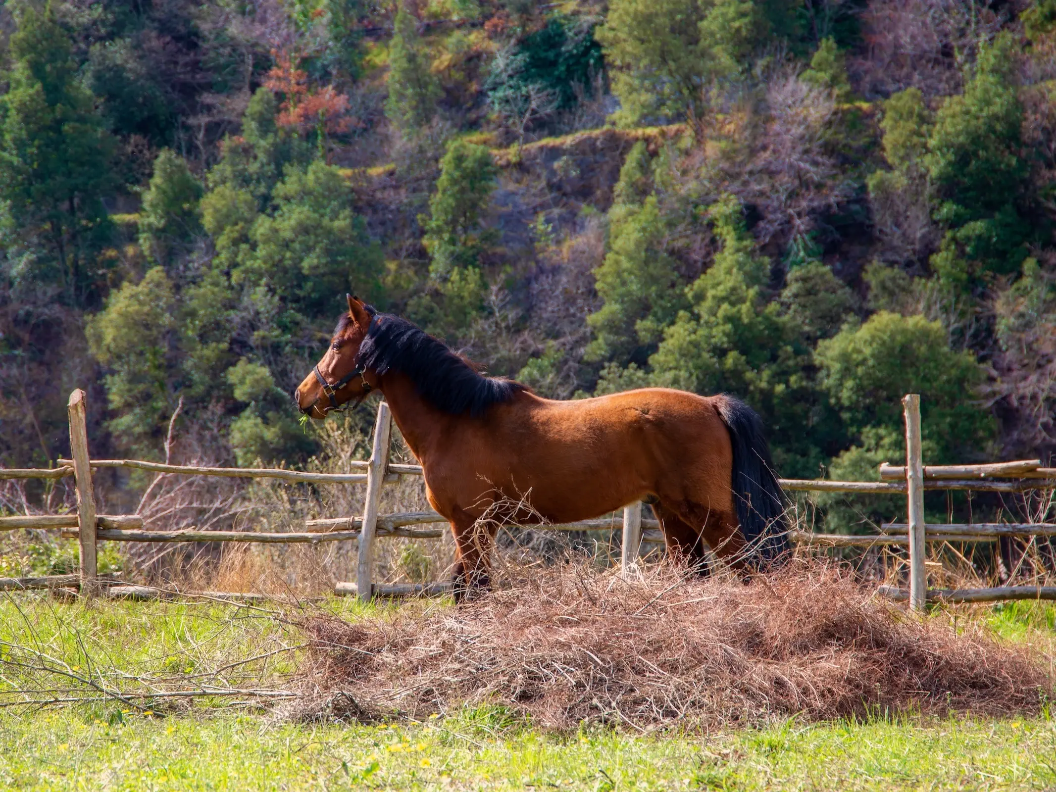 Abstang Horse