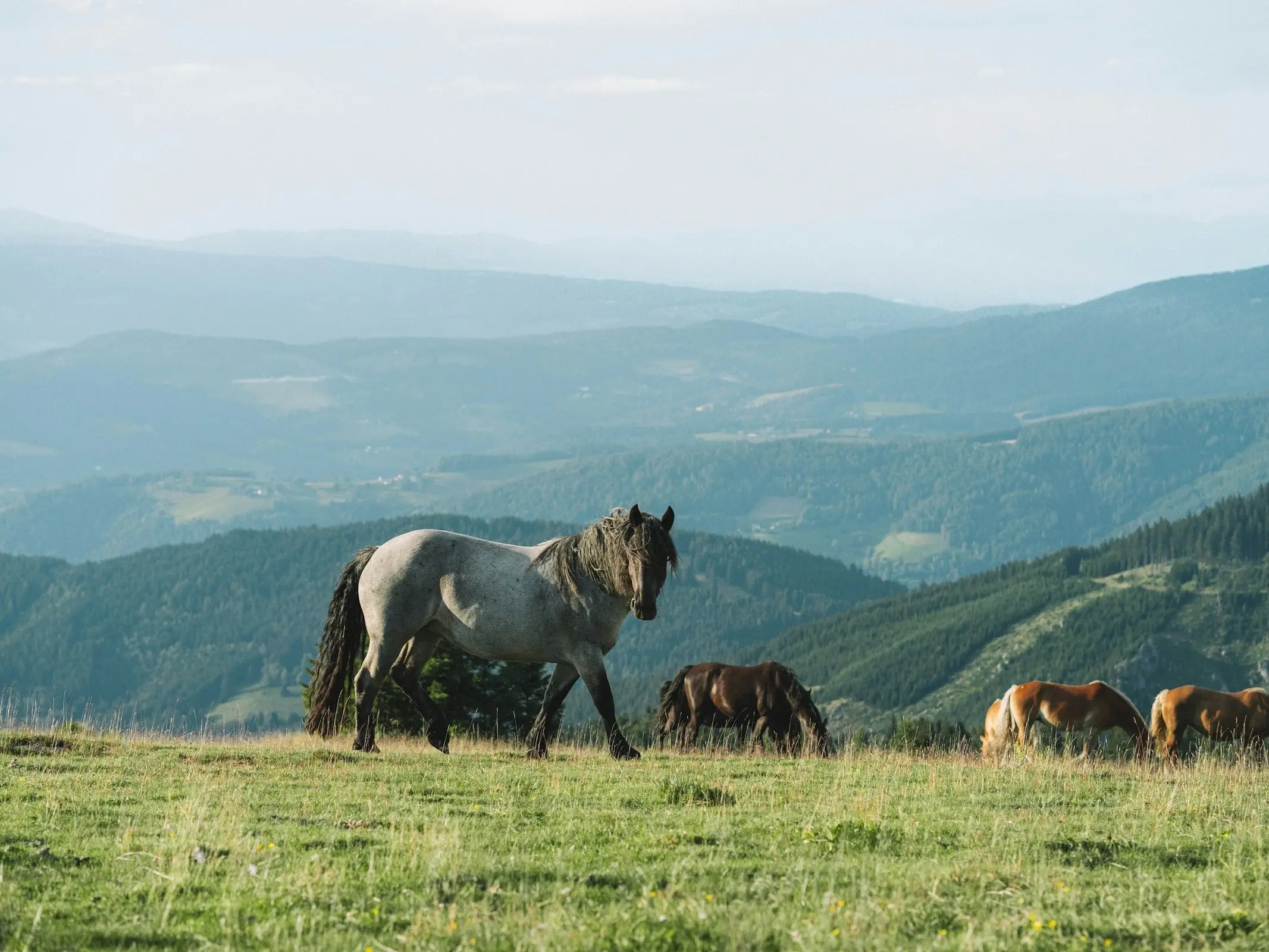 Abtenauer Horse