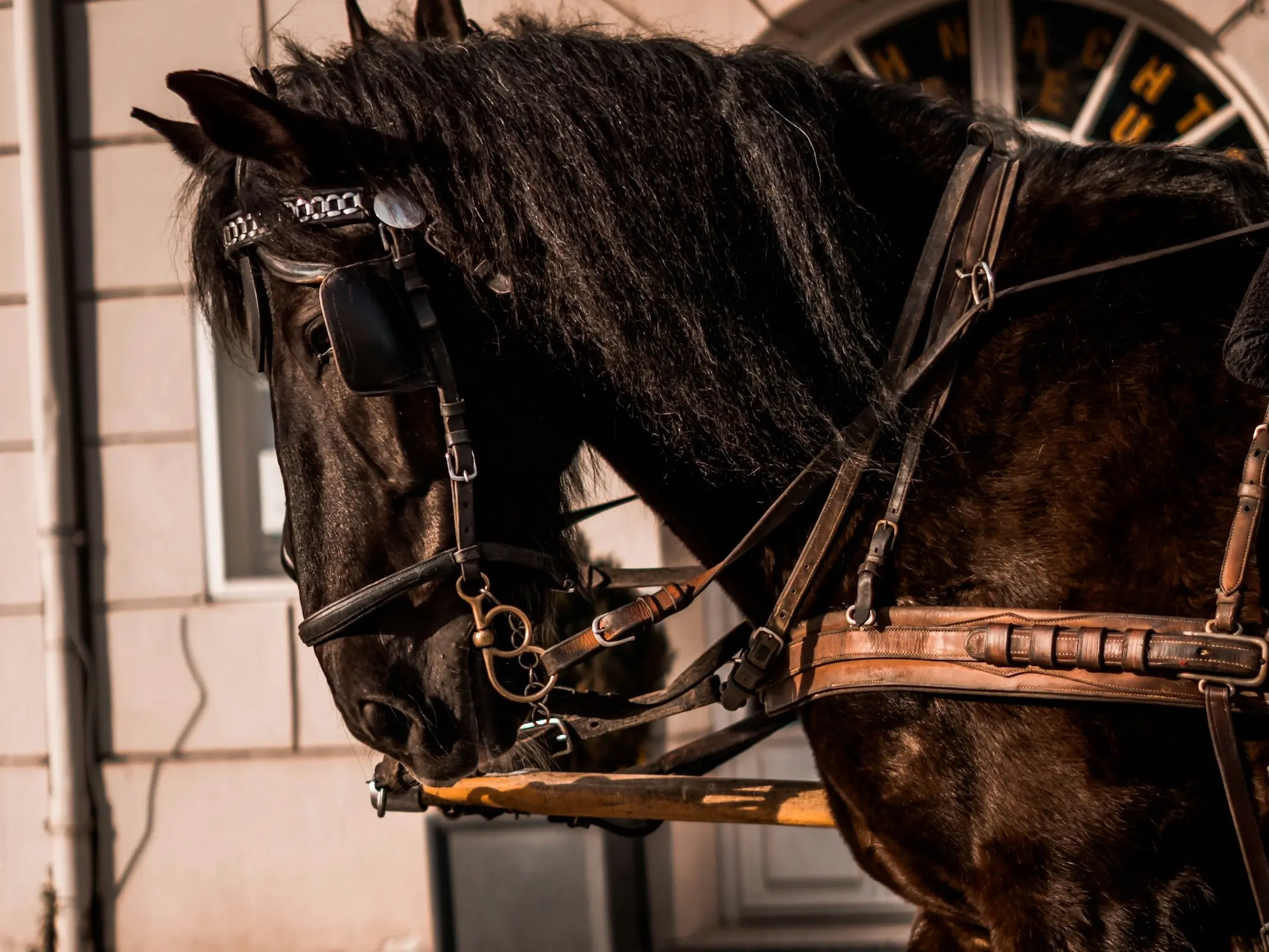 Abtenauer Horse