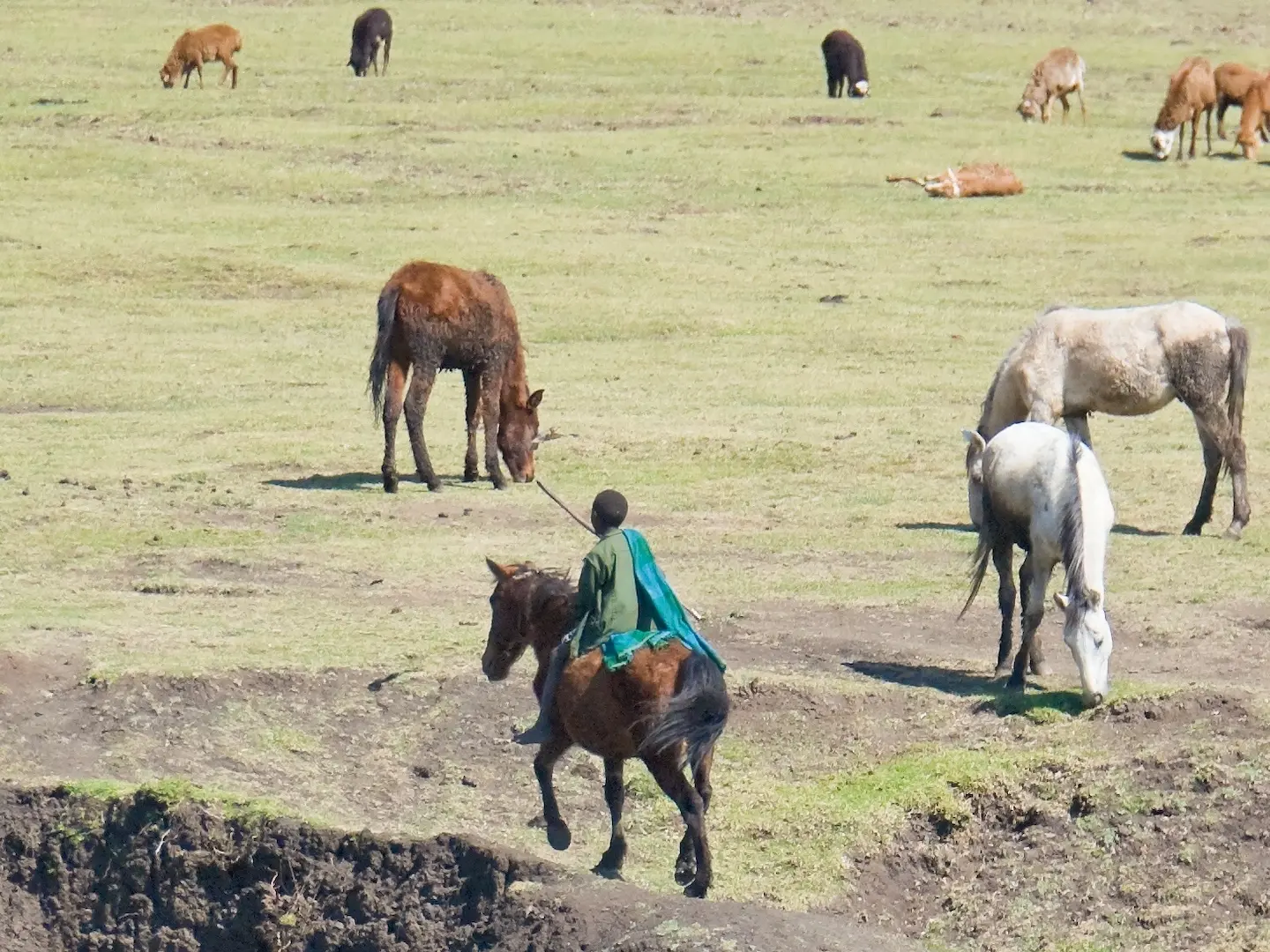 Abyssinian Horse