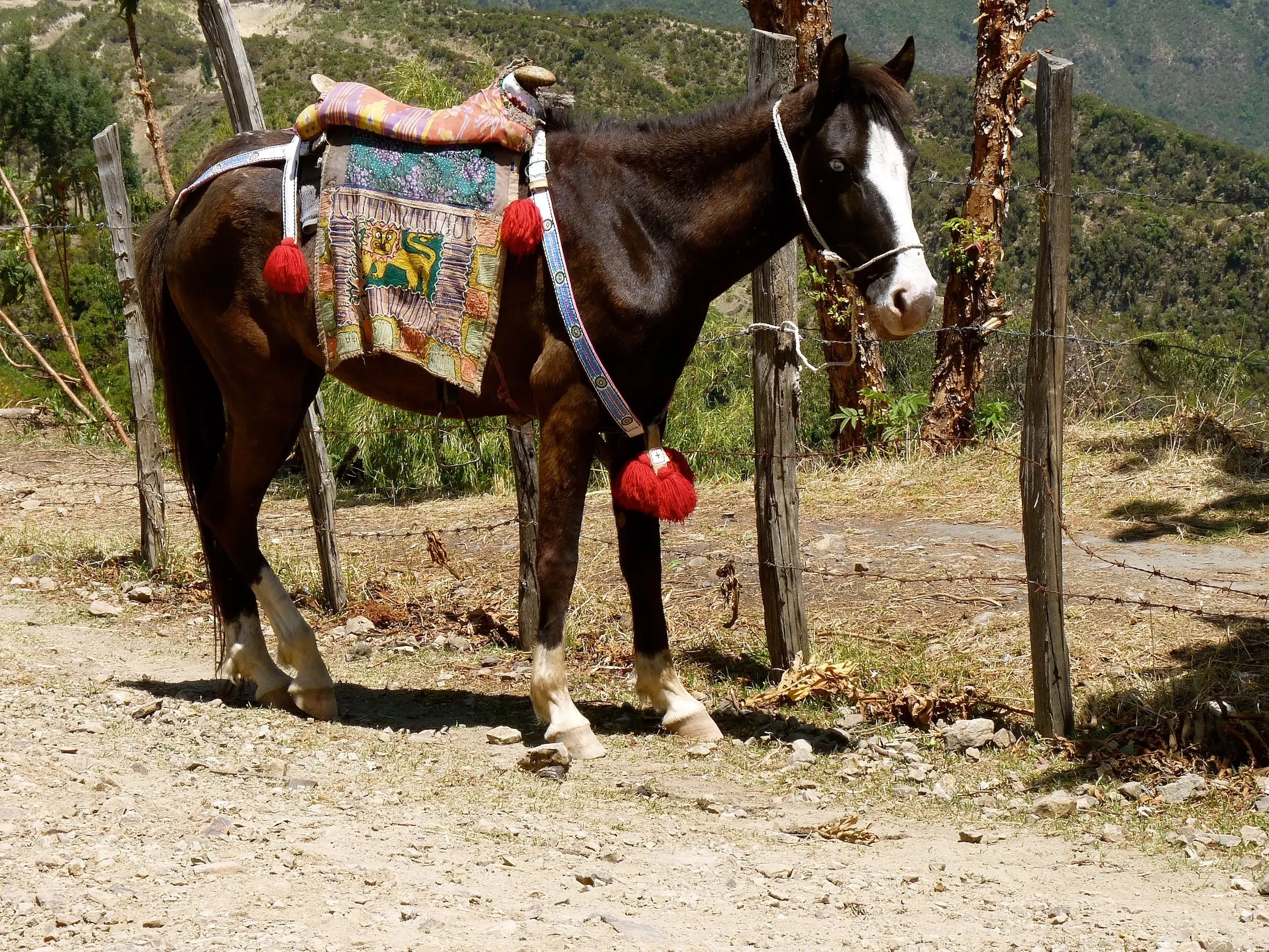 Black Abyssinian Horse