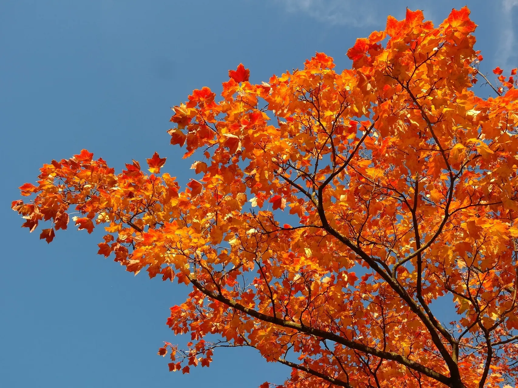 Red Maple Tree