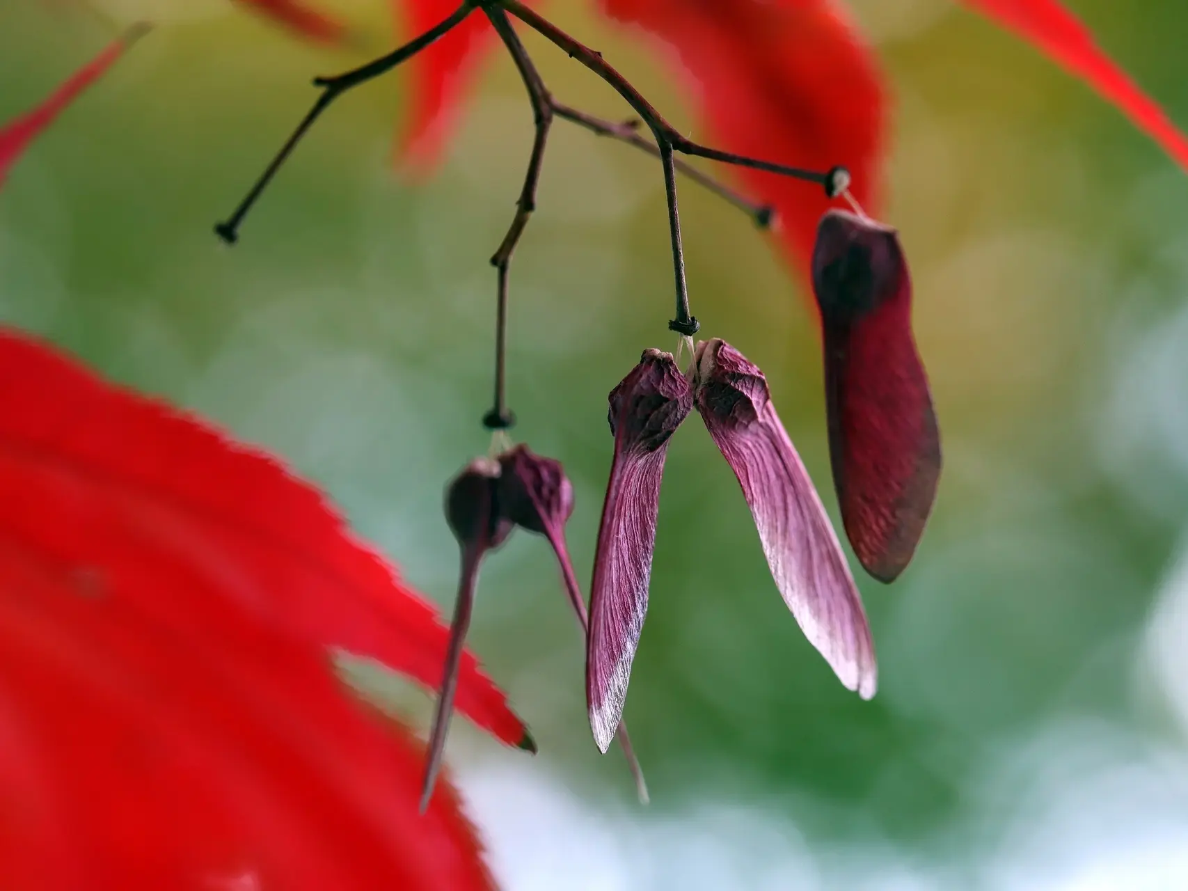 Red Maple Tree