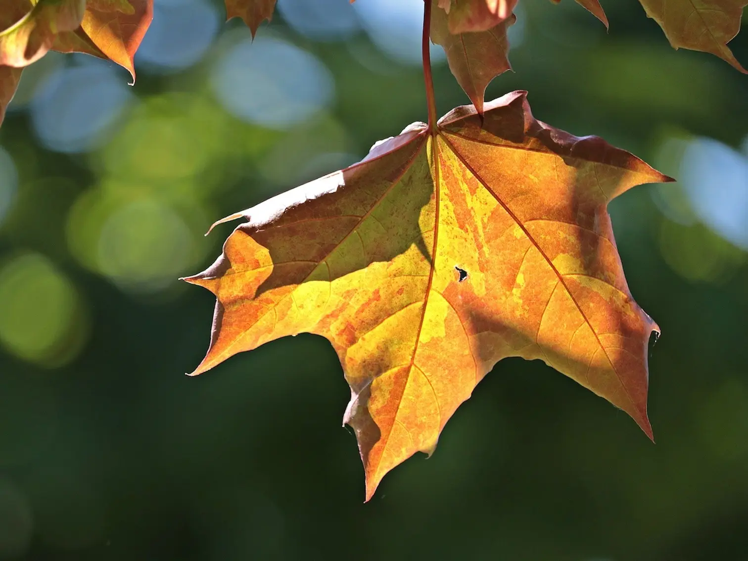 Red Maple Tree