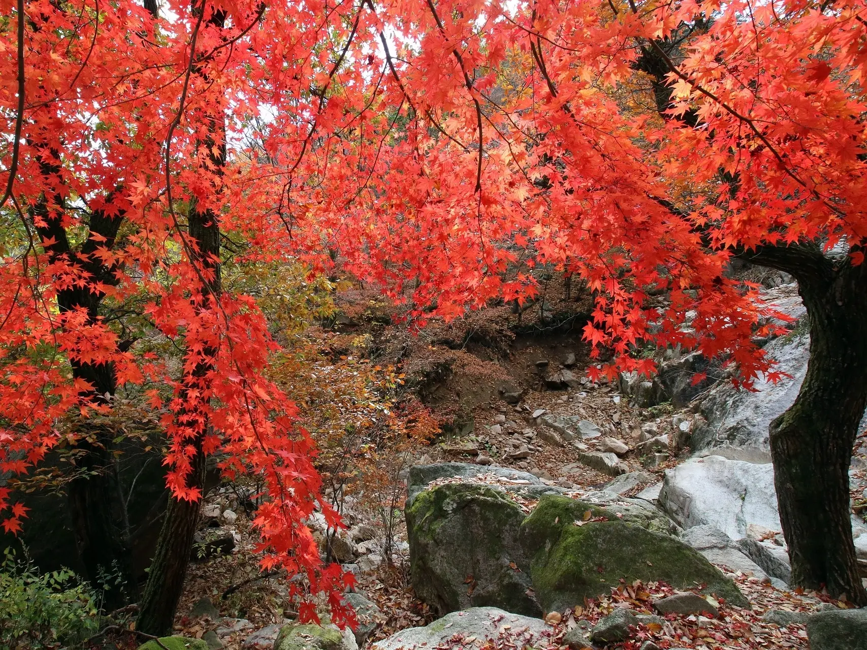 Red Maple Tree