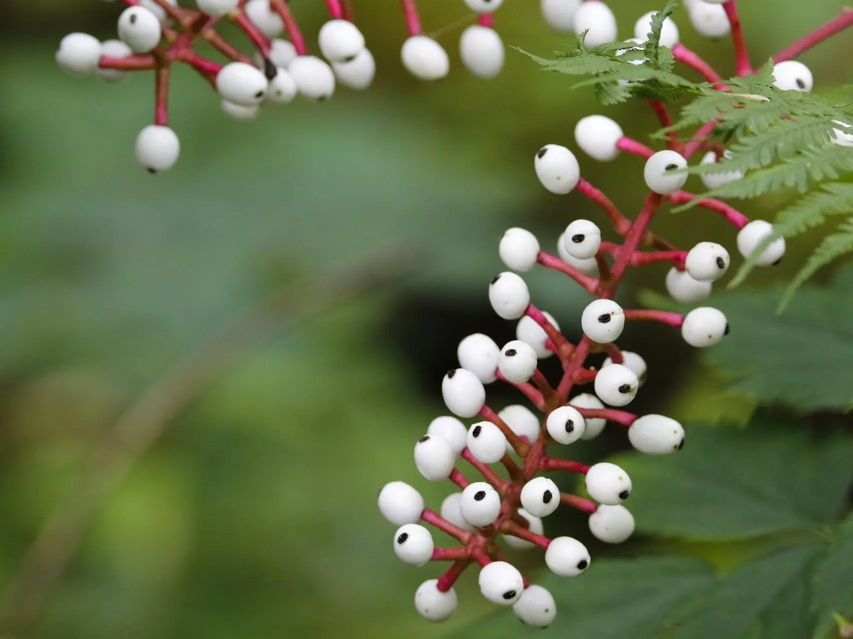 White Baneberry