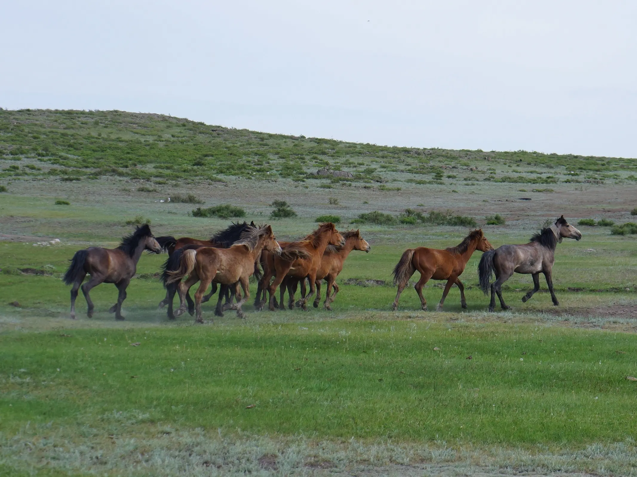 Adaev Horse