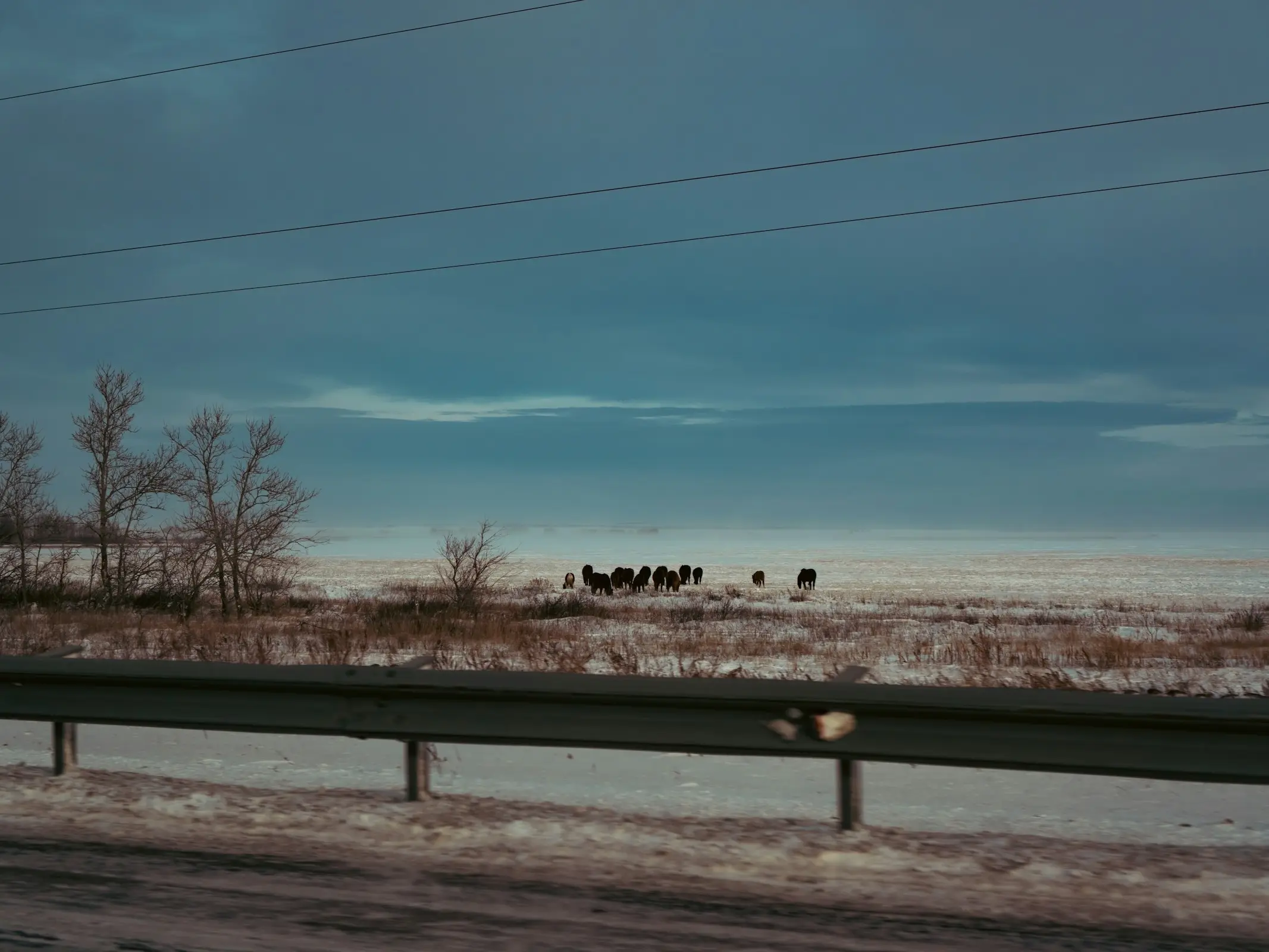Adaev Horse