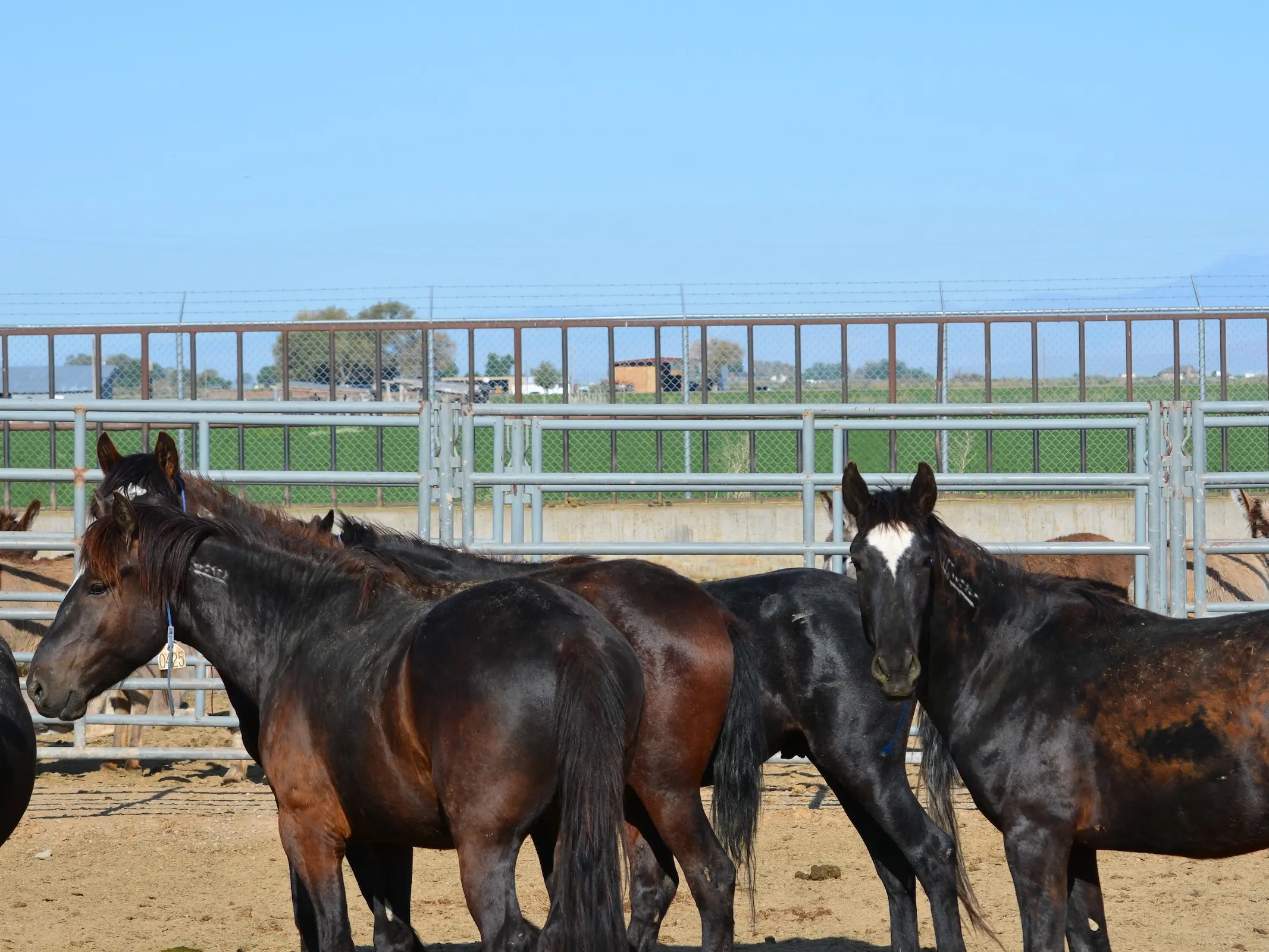 BLM mustangs in a holding pen for auction