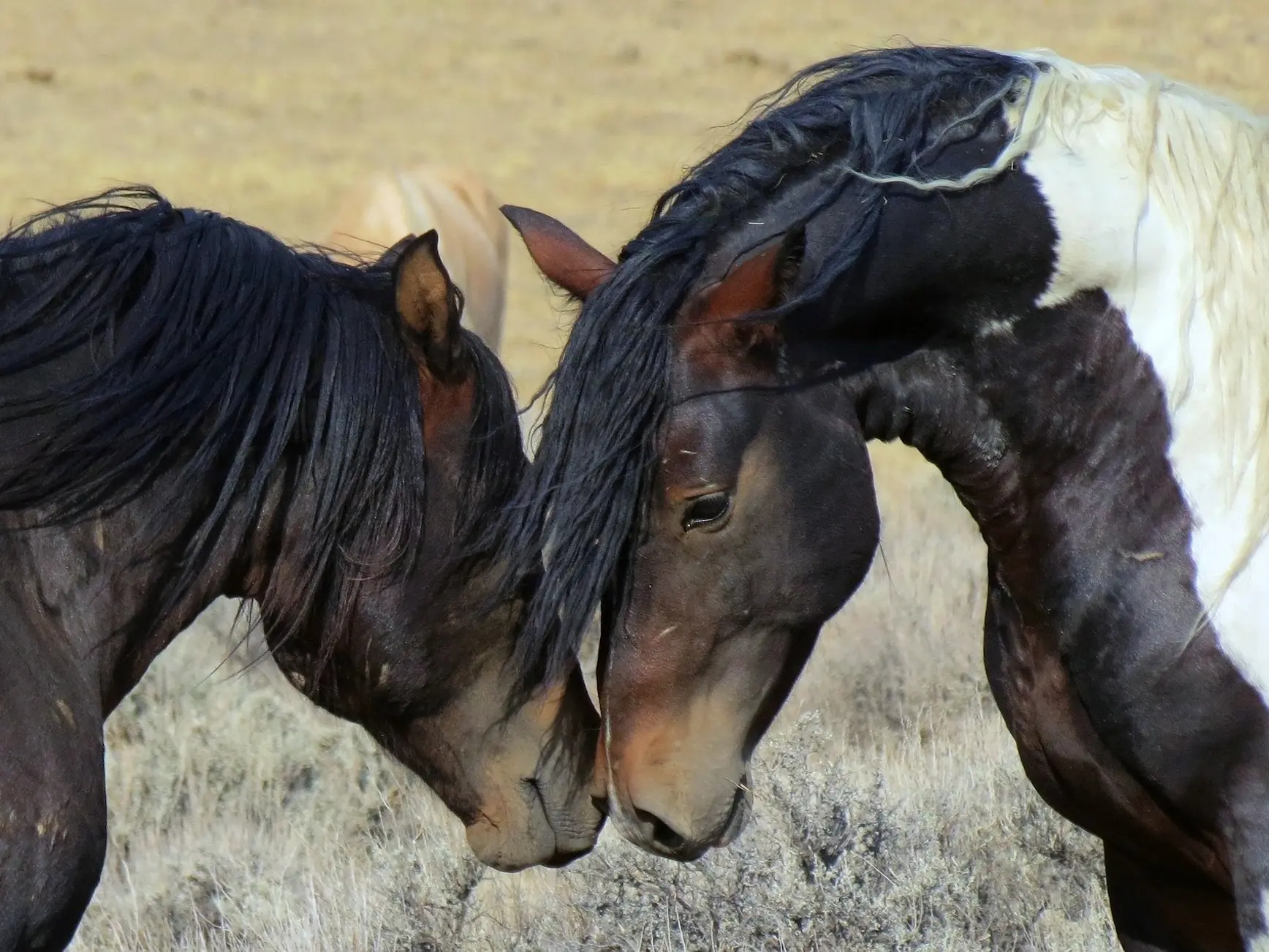 Two wild horses