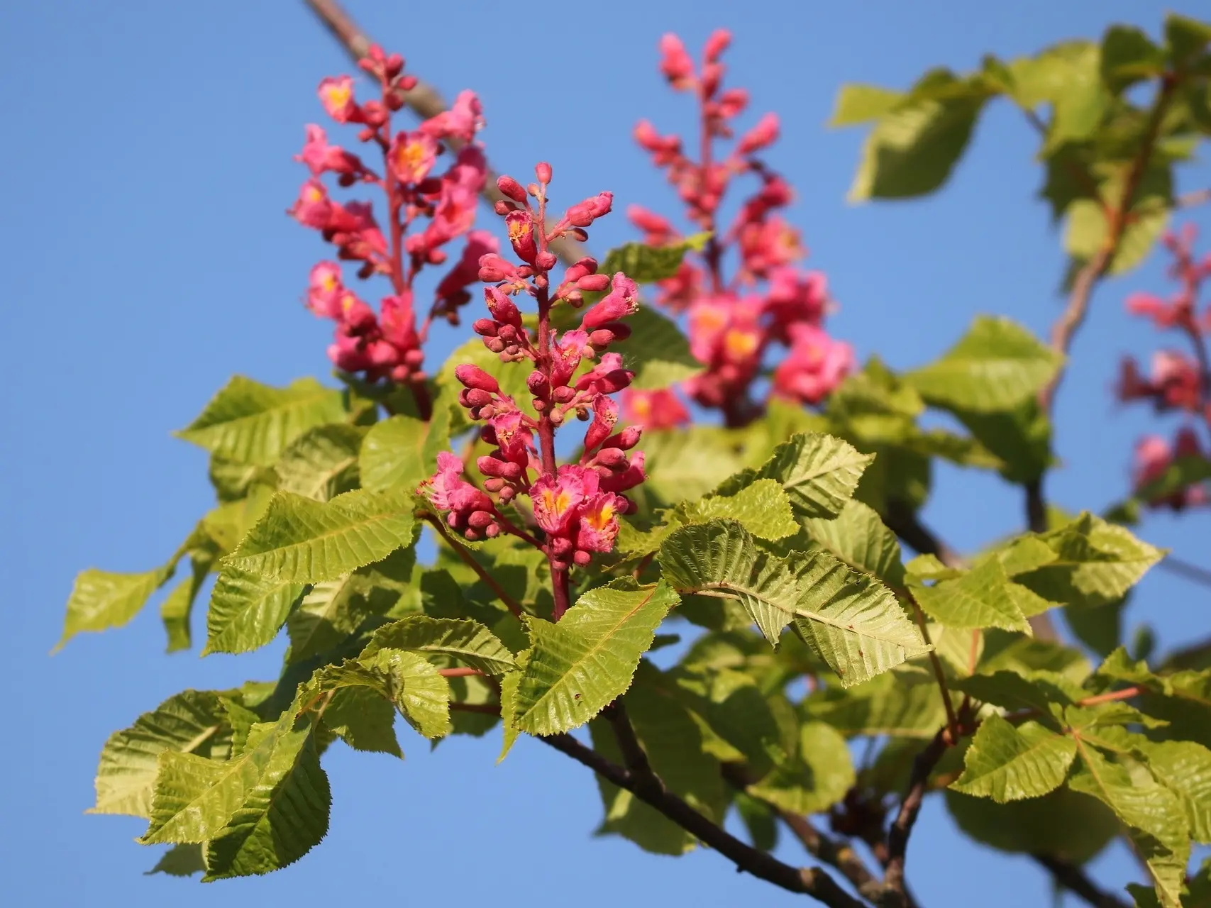 Buckeye Flower