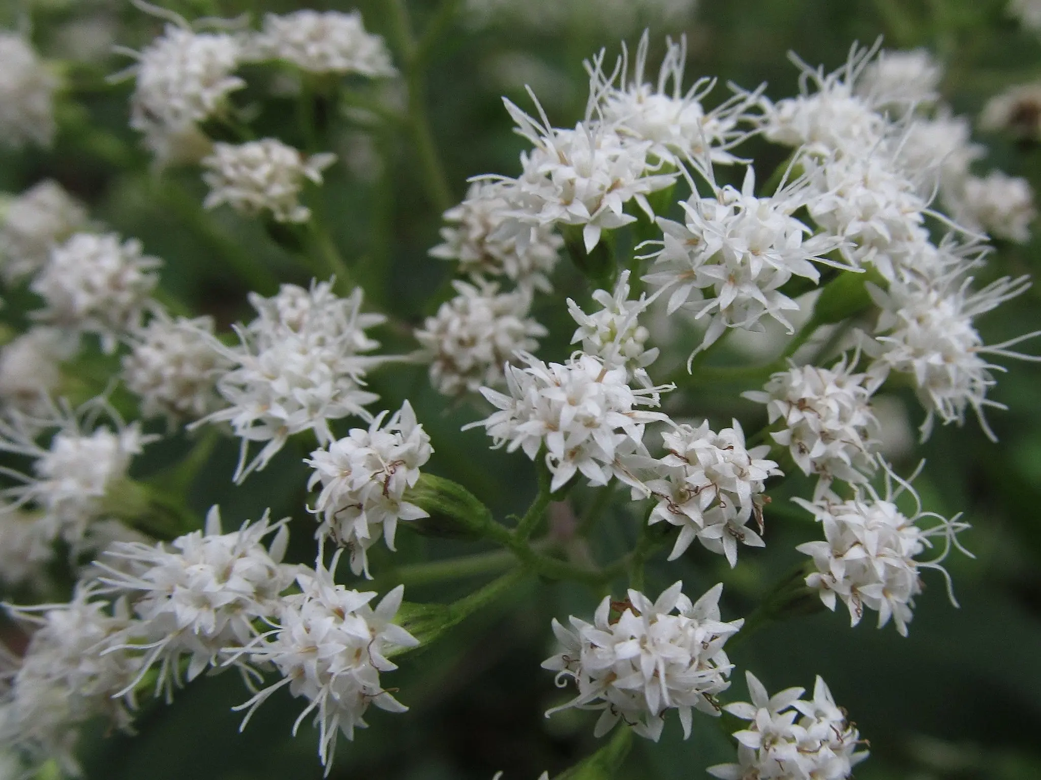 White Snakeroot