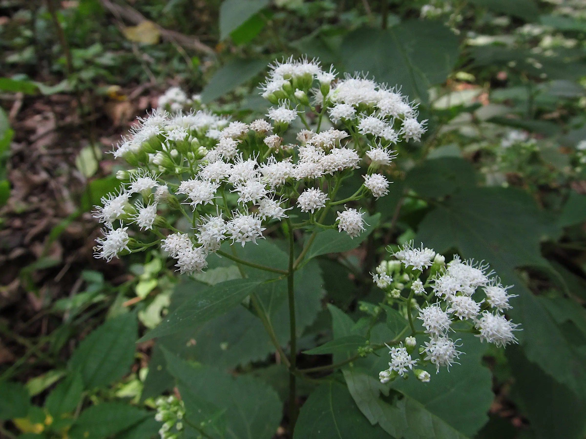 White Snakeroot