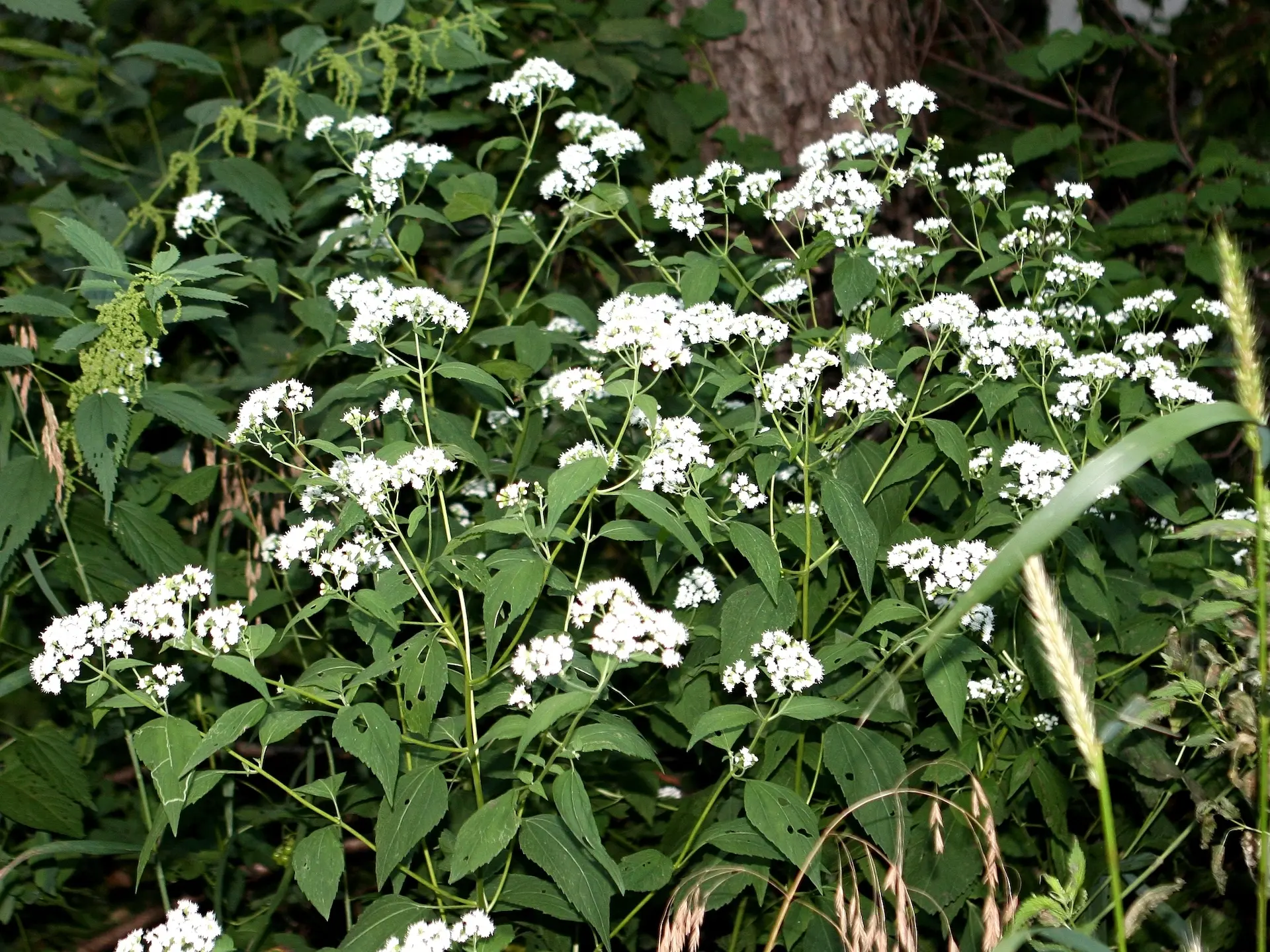 White Snakeroot