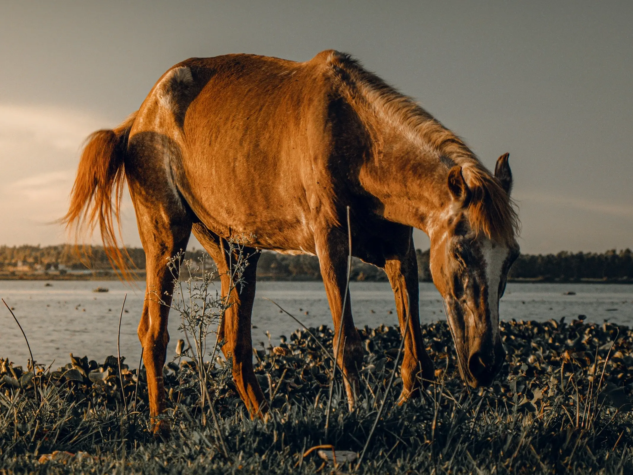 Aging horse