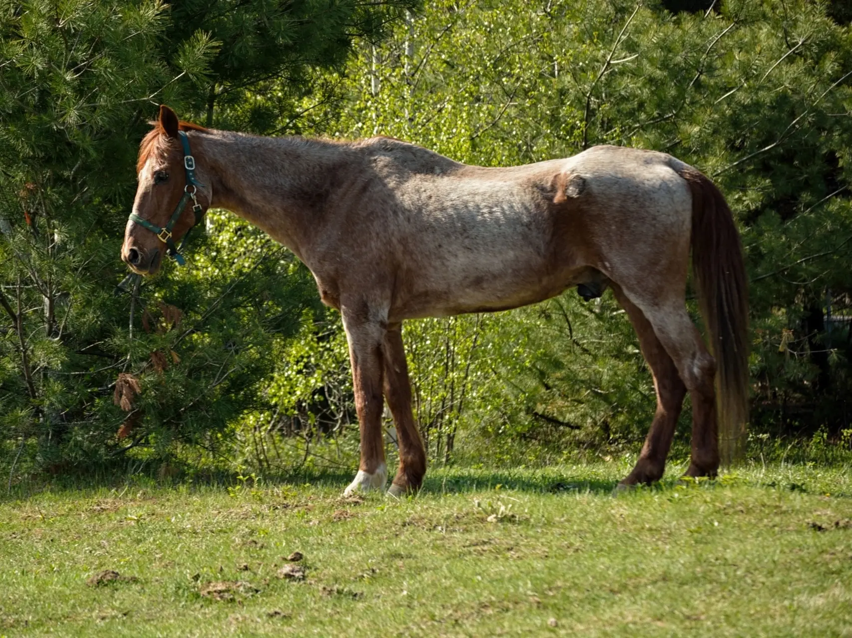 Aging horse