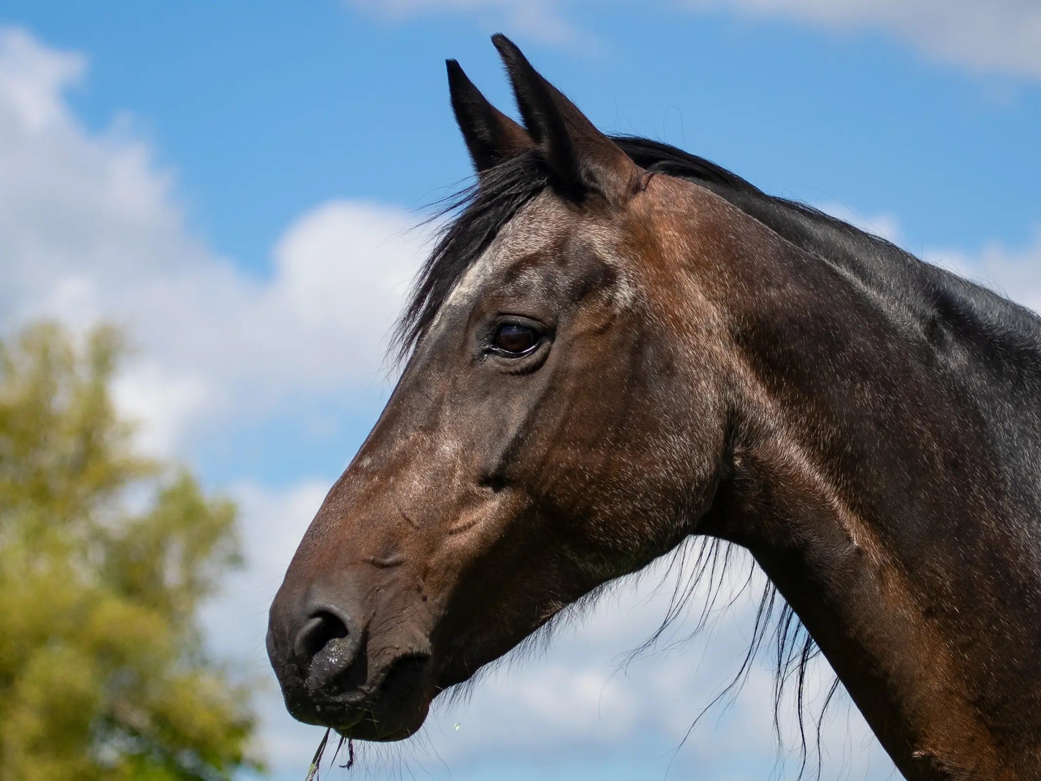 Aging horse