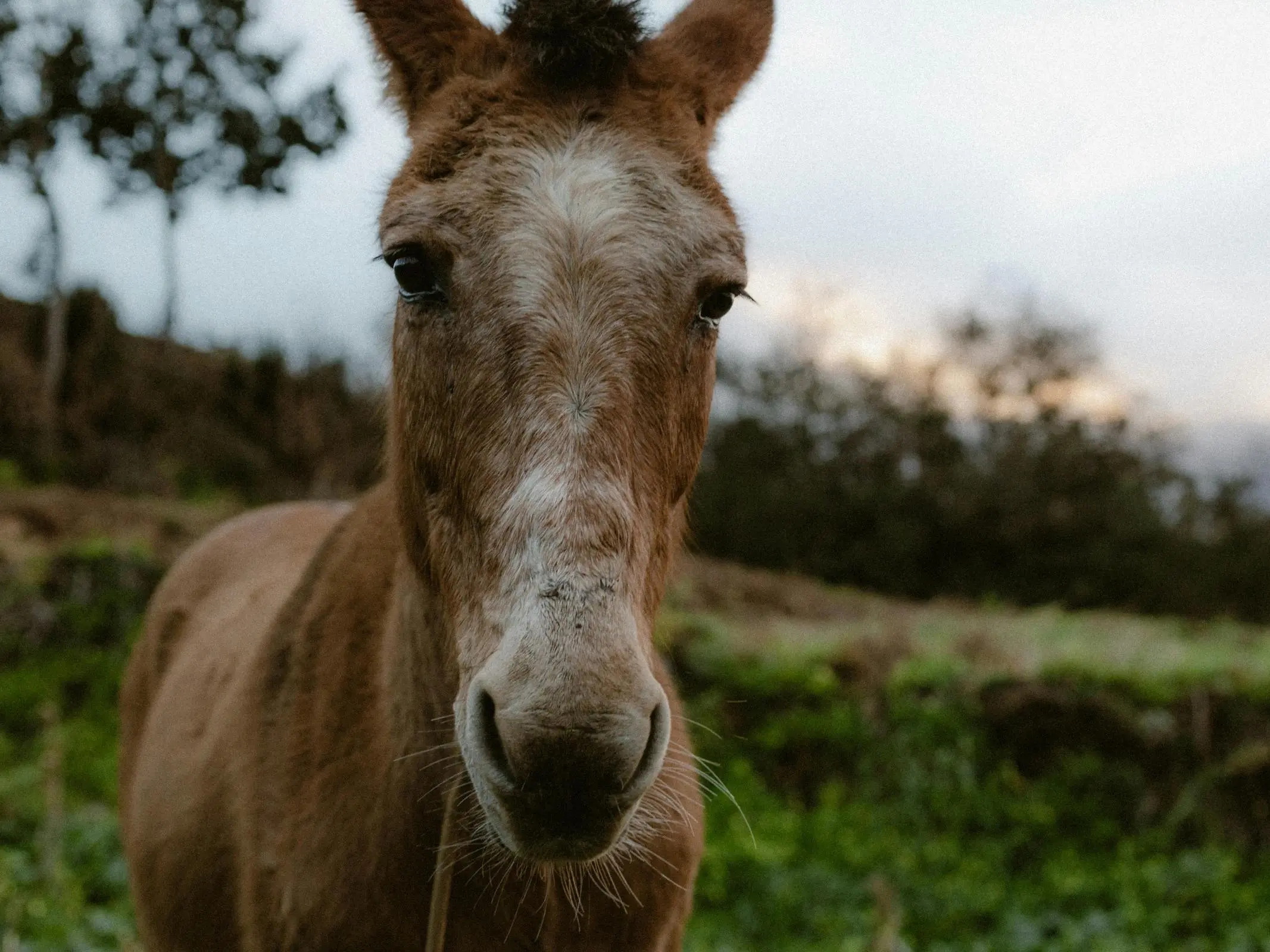 Aging horse