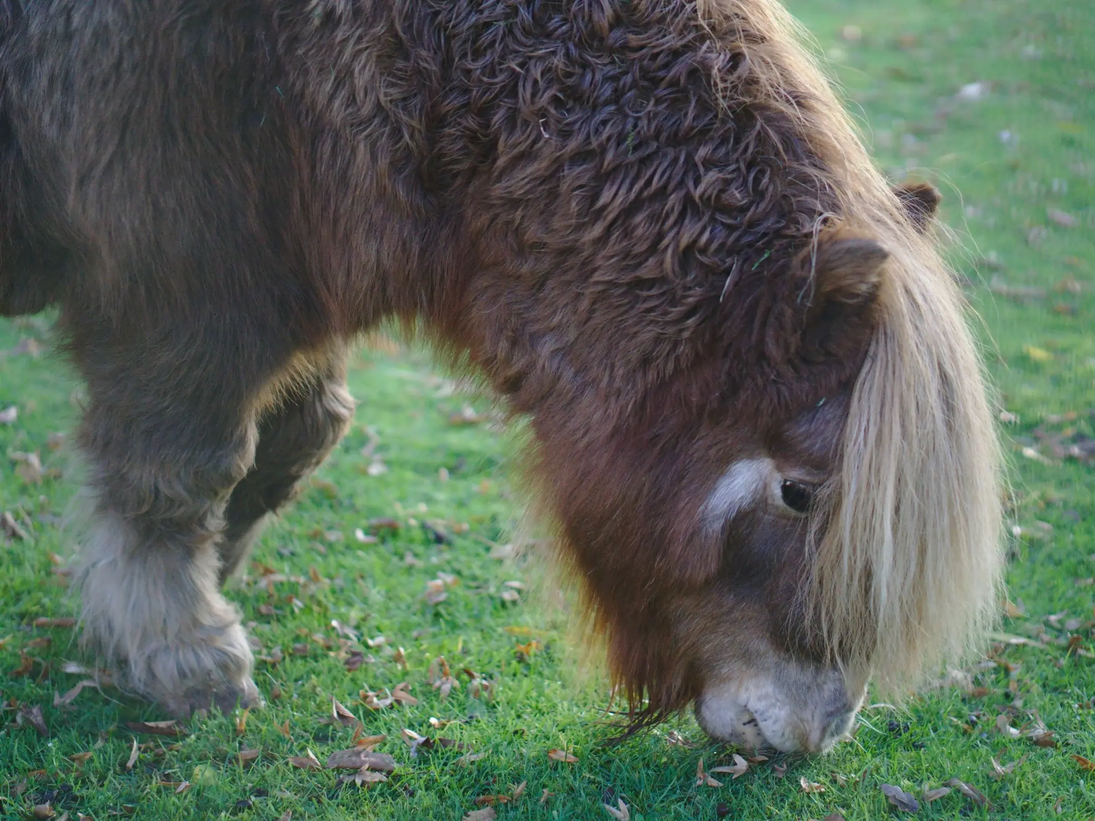 Aging horse