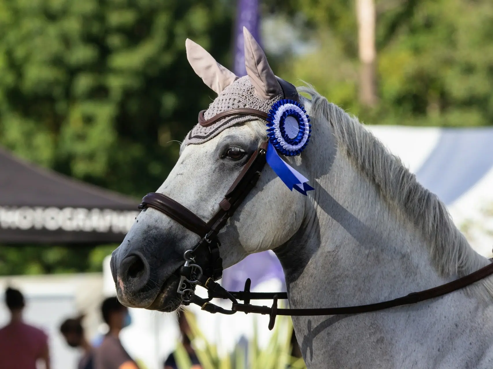 Horse jumping a fence