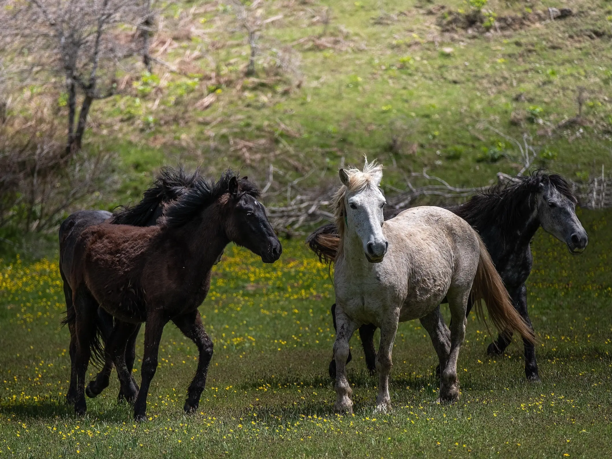 Ainos Pony