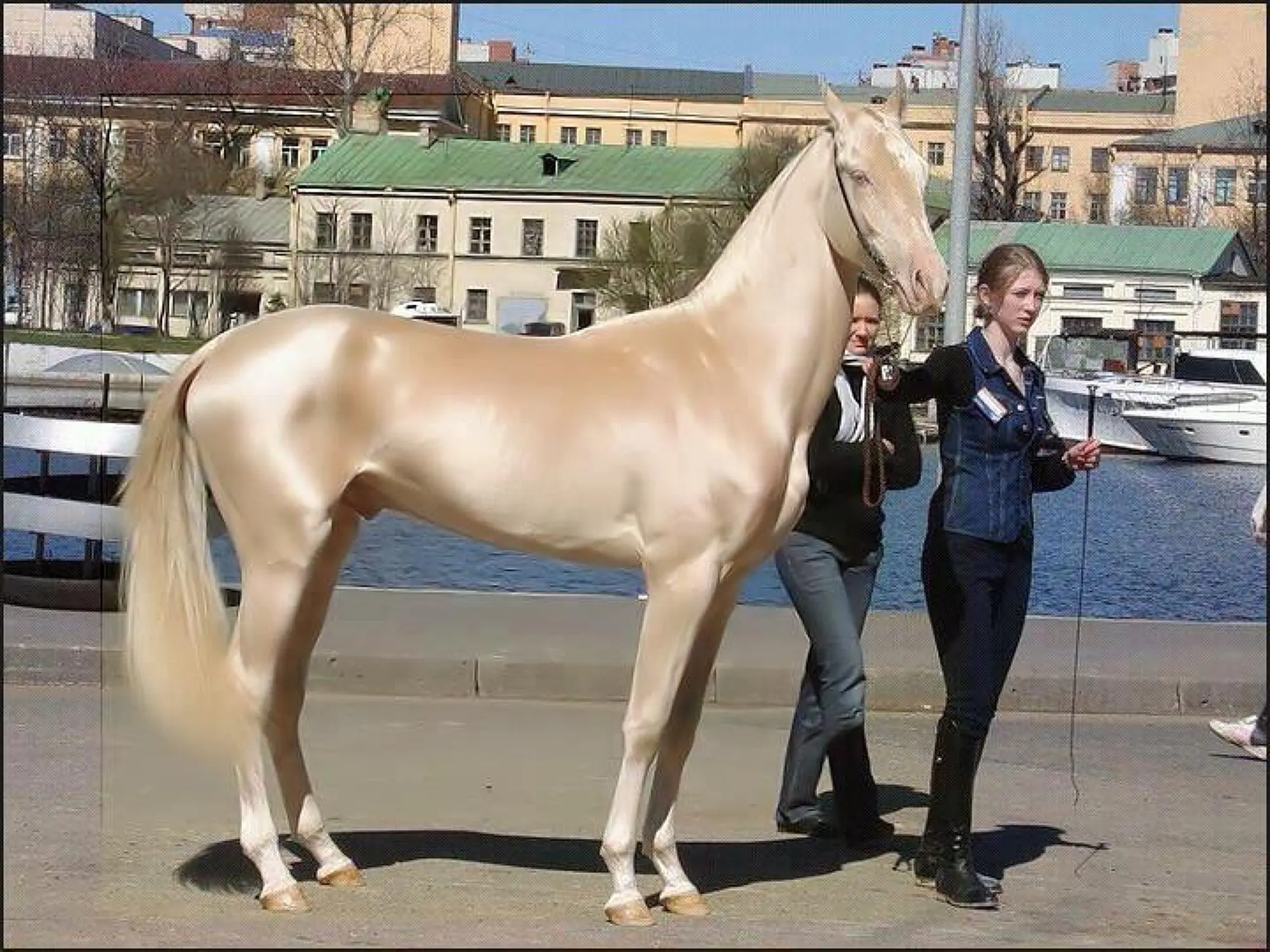 Akhal-Teke horse on a race track