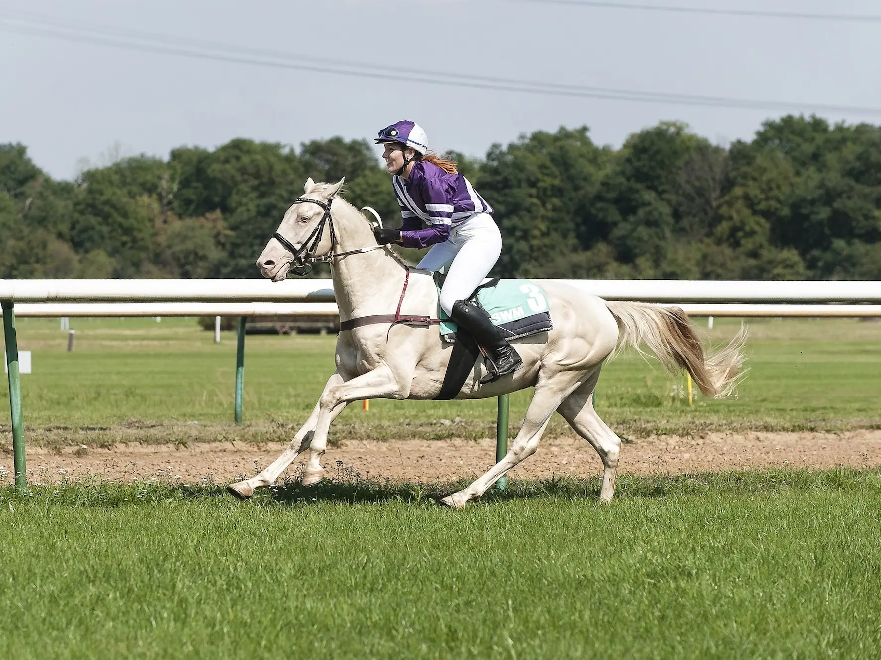 A double cream Akhal-Teke Horse on a racetrack